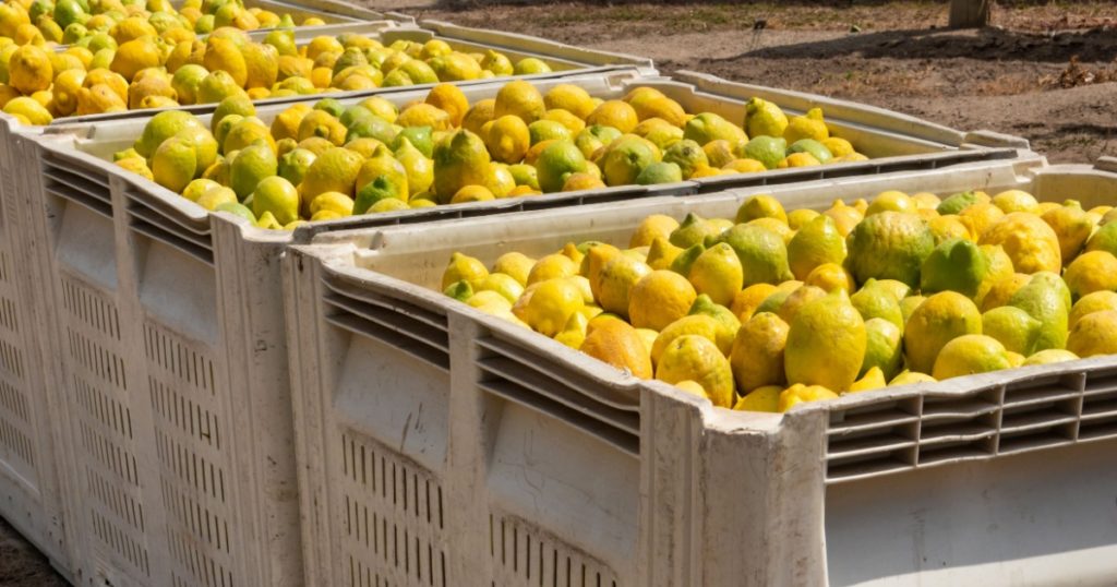 Crates of freshly picked lemons ready for shipping, in the Salinas Valley of central California, in Monterey County,