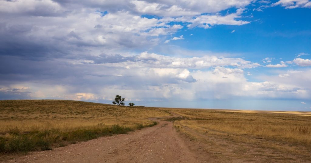 Dirt road through the grassy plains of eastern Colorado. Blue sky, dark storm clouds and yellow grasses in the foreground with two stark trees on the horizon. Tall grasses on the high plains.