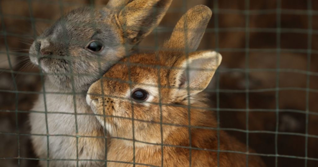9-Year-Old Boy Put in Care Program After Strangling 11 Animals to Death at Petting Zoo - Featured image