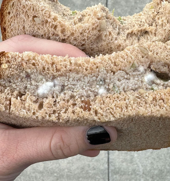 disturbing photos A moldy Tuna Sandwich