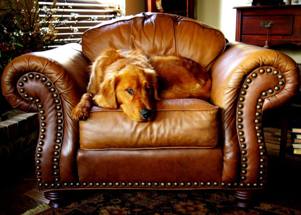 Adult Red Retriever Lying on Armchairs
