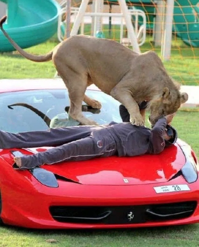 In the serene afternoon, a Dubai local indulged in a tranquil nap atop his luxurious sports car, only to be roused by his playful furry companion seeking amusement.