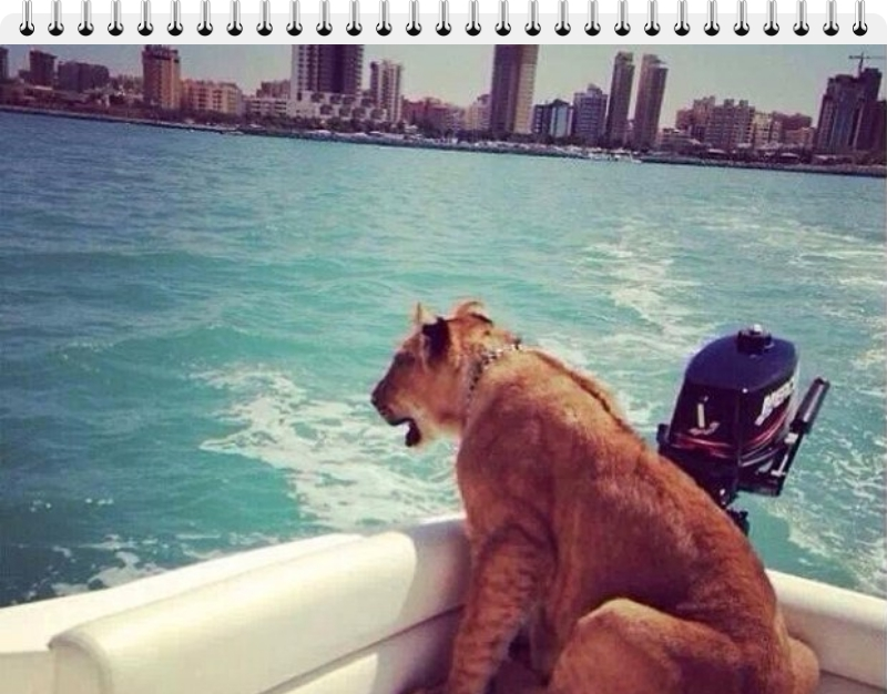 A lion on a boat