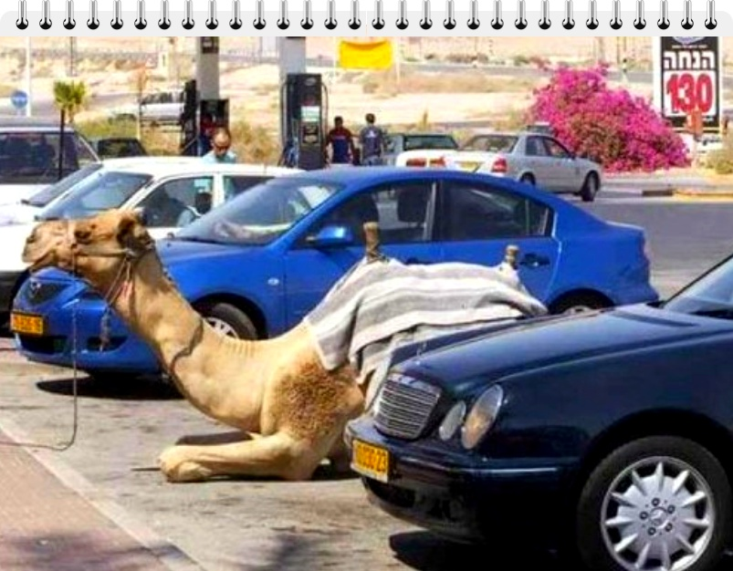 a camel parked alongside a luxurious Mercedes in Dubai