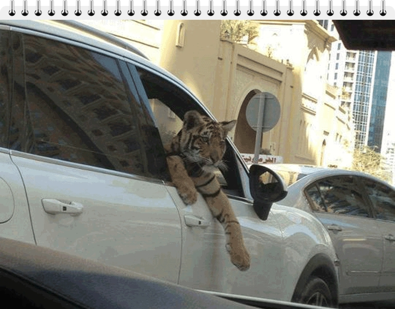 This tiger, someone's pet, seems to relish the change of scenery