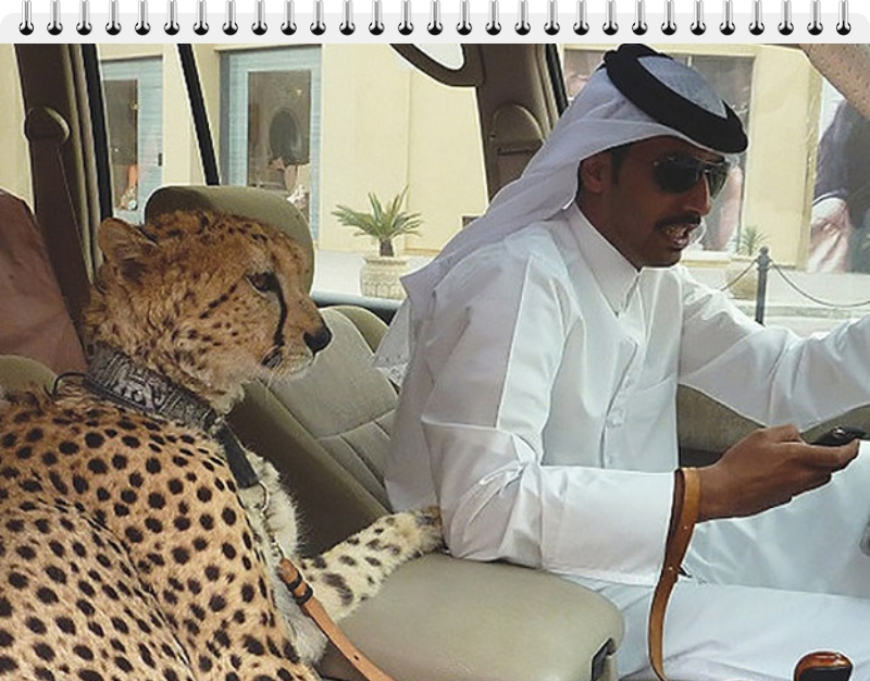 This individual proudly displays his exotic companion—a cheetah—riding shotgun in his luxury vehicle.