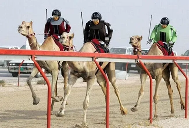 Observing closely, atop the camels are not human jockeys but super lightweight robots, meticulously designed for aerodynamic efficiency. 