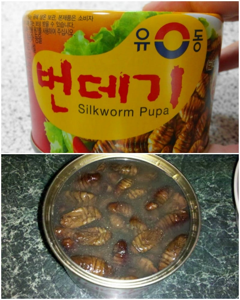 Silkworm Pupa