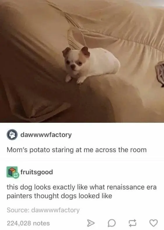 On dogs