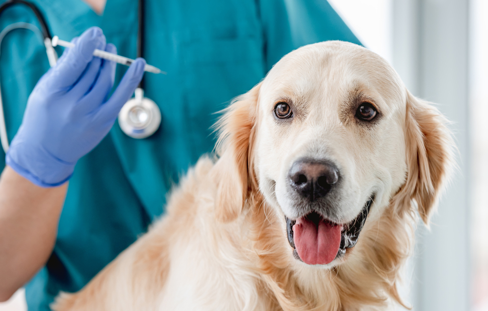 Golden retriever dog getting injection in veterinary clinic
