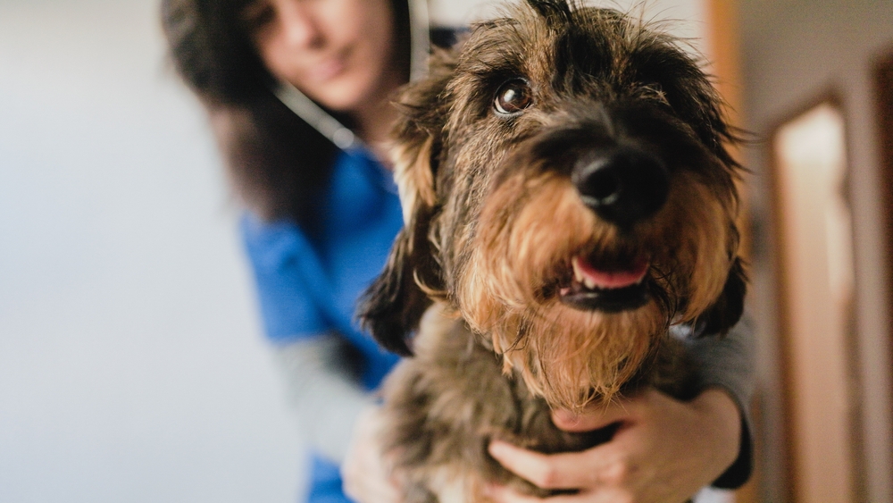 Veterinary, Animal doctor examining dog dachshund at vet clinic hospital. Pet care concept