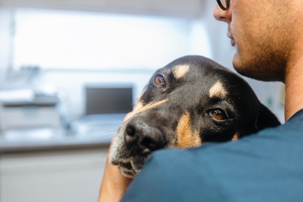 Man hugging sick dog. Selective focus on sad eyes of dog at veterinary clinic.
