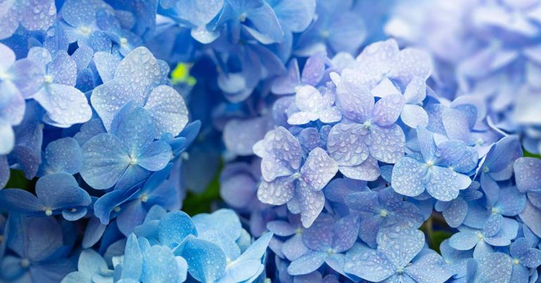 8 Mistakes You Should Never Make With Your Hydrangeas - Featured image