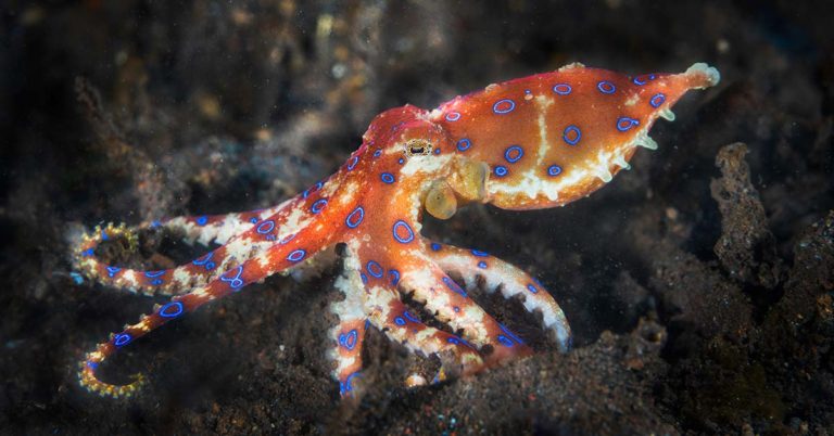 Family Gets Their 9-Year-Old a Pet Octopus and Gives Birth to 50 Babies - Featured image