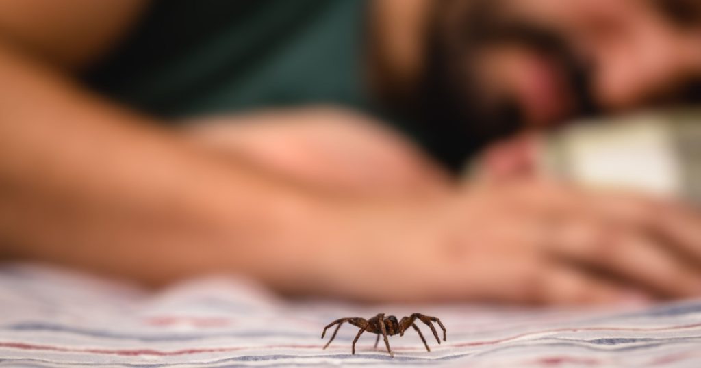 poisonous spider over person arm, poisonous spider biting person, concept of arachnophobia, fear of spider. Spider Bite.