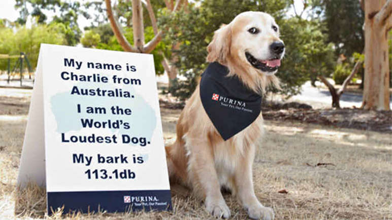 Charlie - the world's loudest dog.