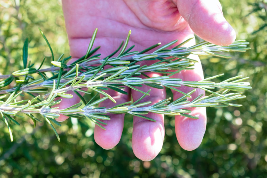 Boiling Rosemary: A marvel as a natural air freshener