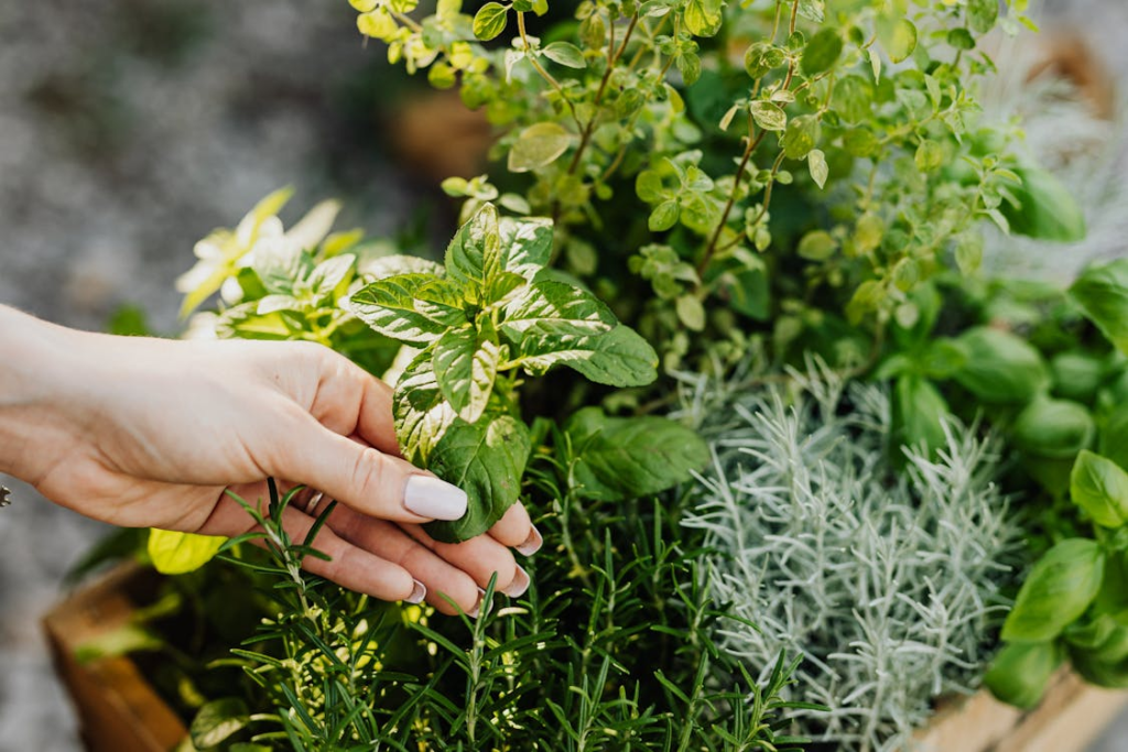 natural air freshener - Indoor Herb Garden