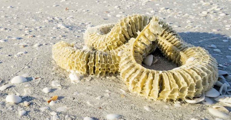 20 Mysterious Items Identified By Internet Users - Featured image