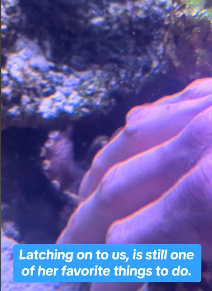 Hand in an octopus tank.
