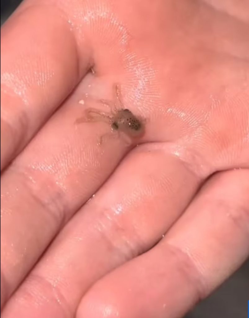 Hand holding a baby octopus.
