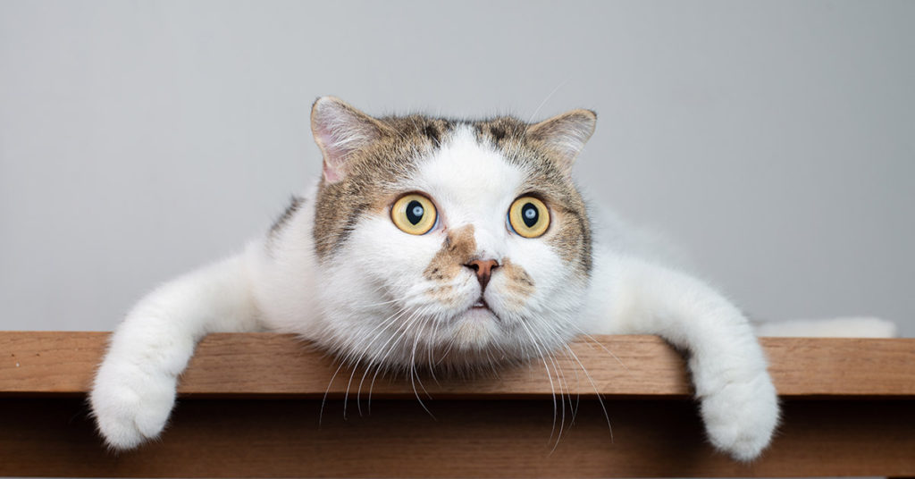 What Are These Mysterious Tiny Doors Found in Some Old Homes? - Featured image