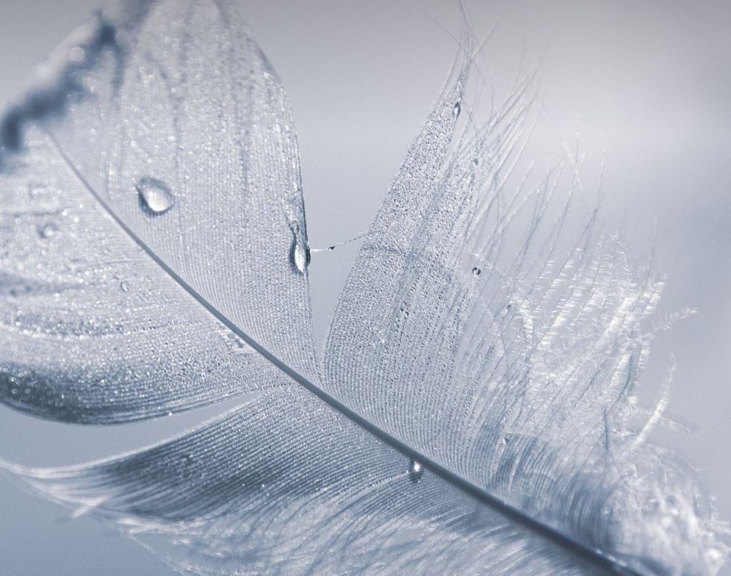 A white feather with dew drops. 