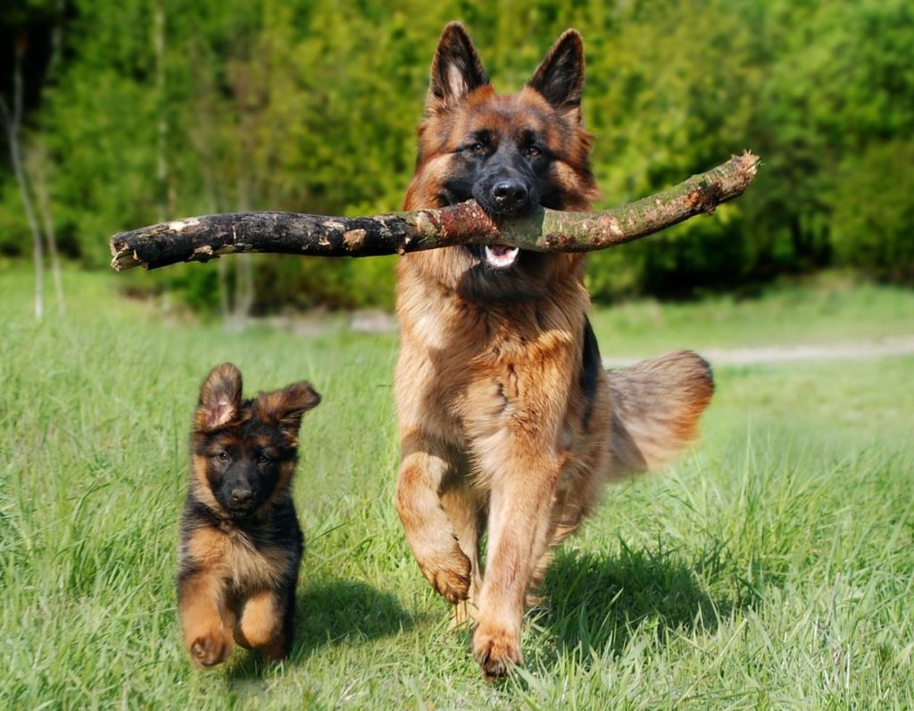 German shepherd and puppy running in the grass with a large stick. Greenery and trees in the background.