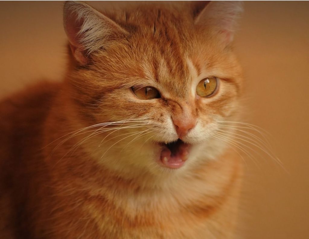 Red/Orange cat sneezing. Orange background. 