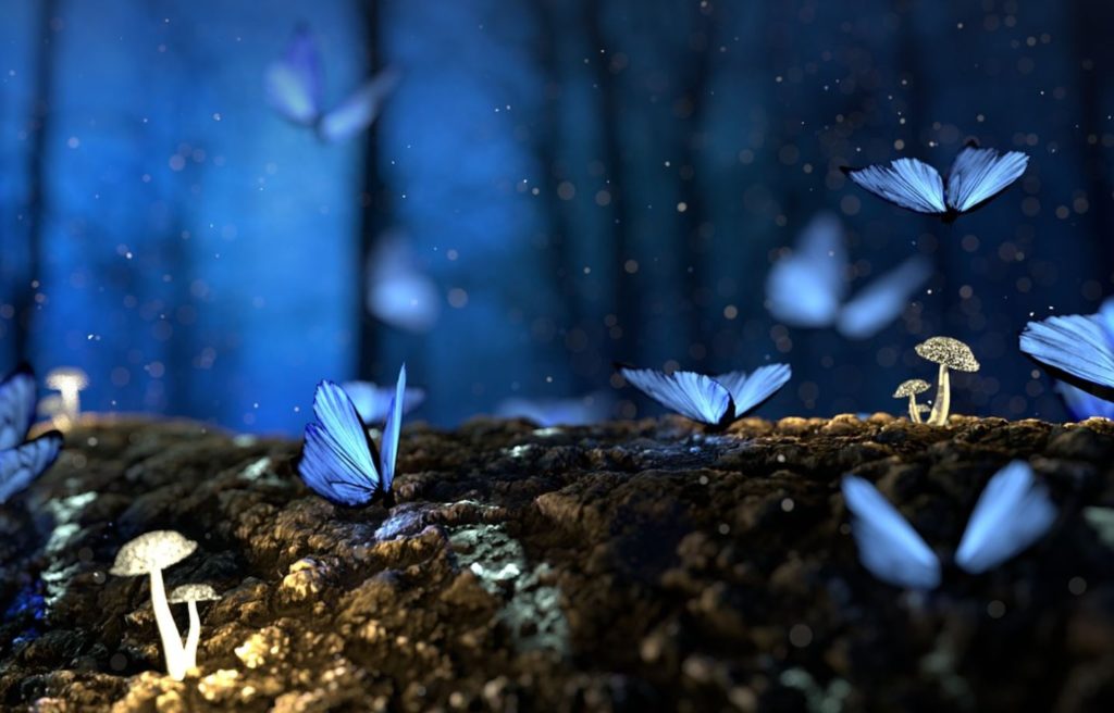 Mushrooms and blue butterflies. Night sky and blurred forest in the background. 