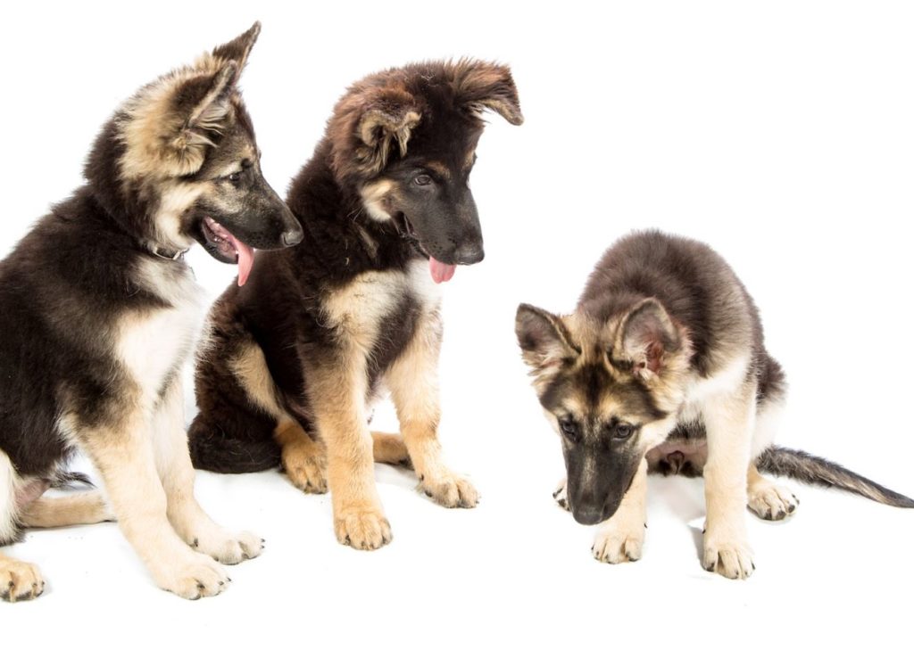 Three German Shephard puppies. White background.