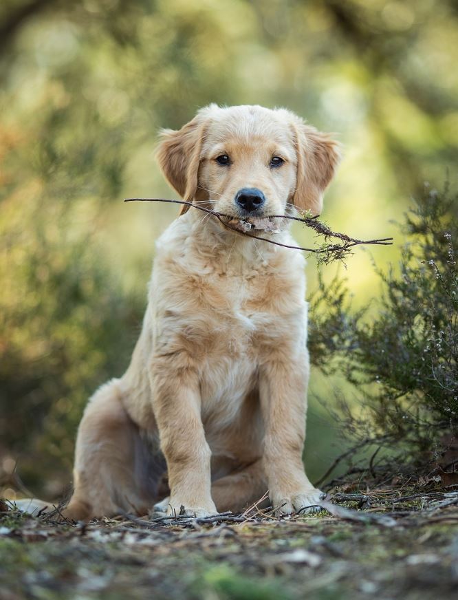 Golden retriever puppy with a stick. Blurred greenery in the background.