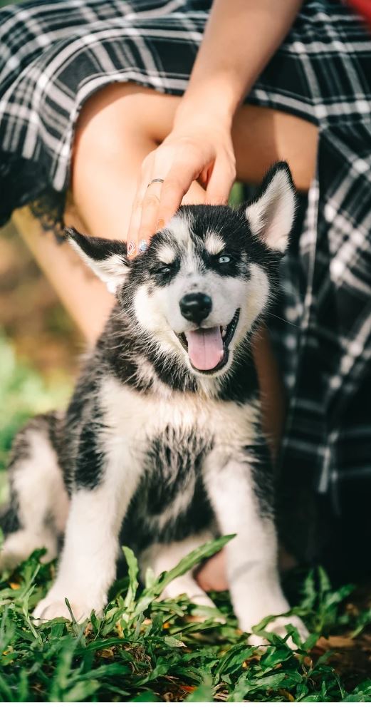 Happy little husky puppy gets head rubbed by a hand. Checkered skirt and grass in the background.