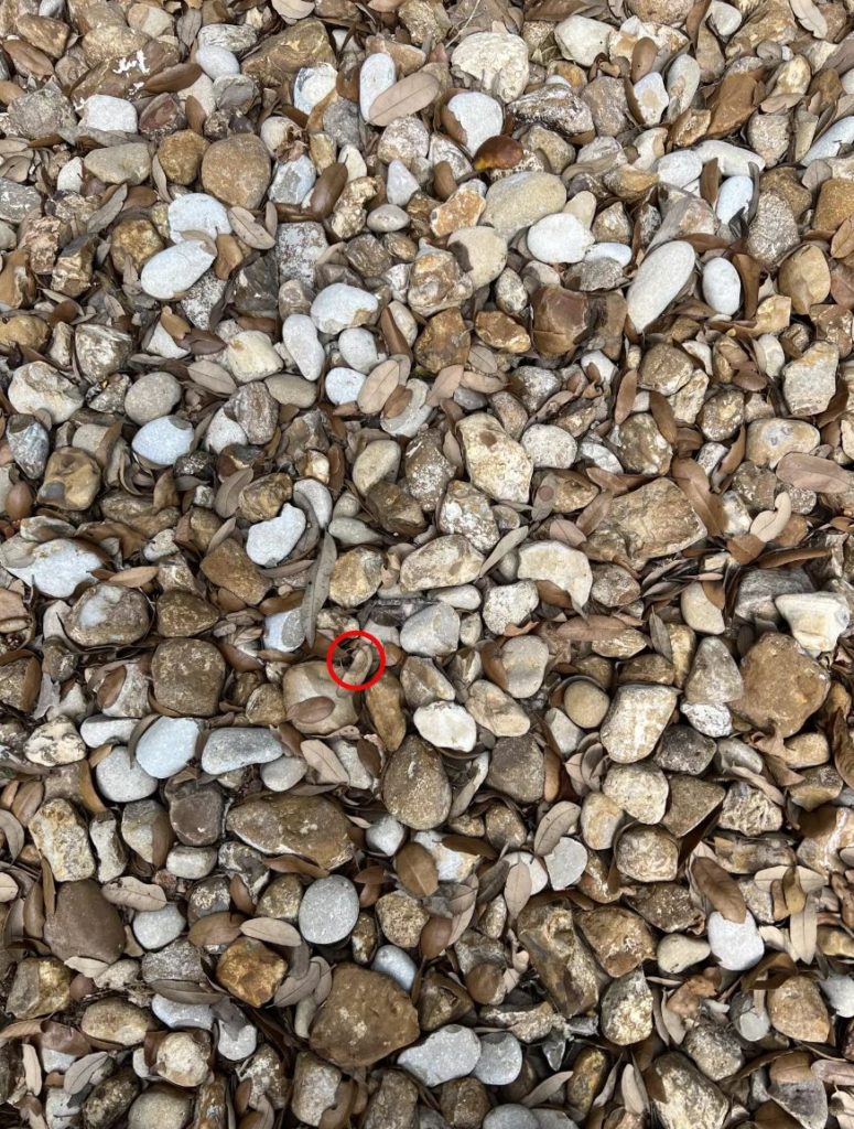 Optical illusion of rocks and a lost engagement ring with a red circle to identify the ring. 