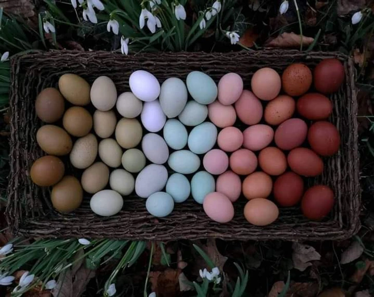 These eggs were not dyed; different breeds of chickens lay different colored eggs