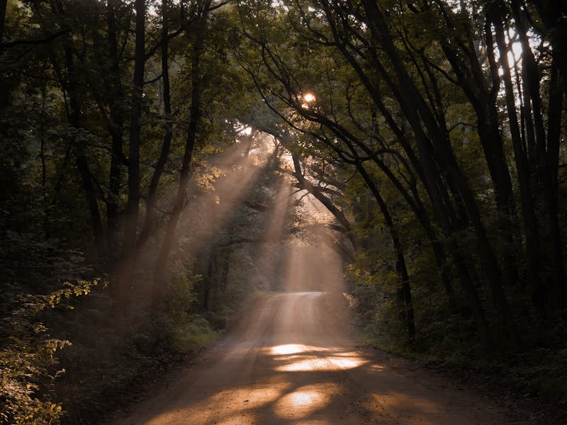 Road with sunlight filtering in