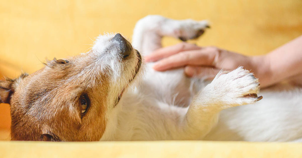 If You See A Blue Line Tattooed On a Dog’s Stomach – Here’s What It Means - Featured image
