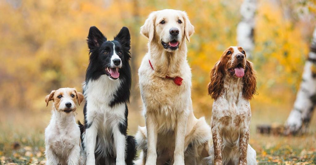 19 Common Myths About Dogs You Have to Stop Believing - Featured image