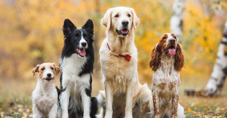 19 Common Myths About Dogs You Have to Stop Believing - Featured image