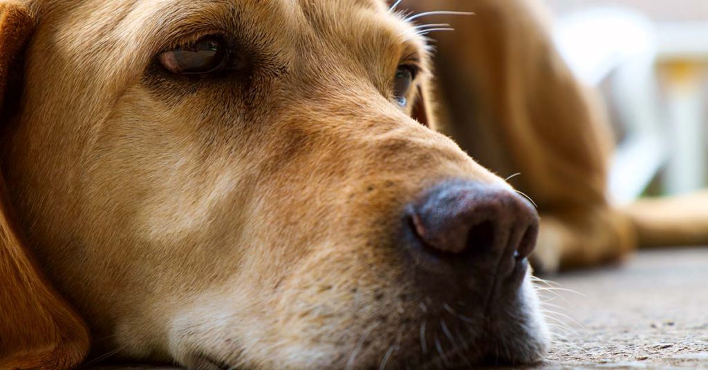 This is the amazing tale of Amanda, an animal lover who stunned everyone with a gesture. - Featured image