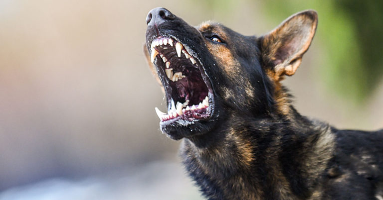 Model Is Mauled by Dog and Her Journey To Recovery Was Nothing Short of Remarkable - Featured image