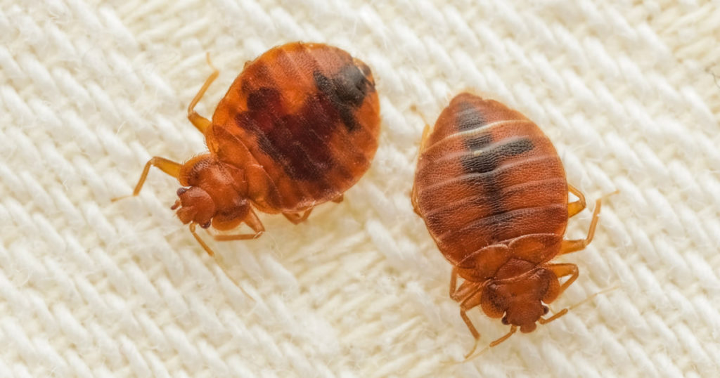 Parasitic bed bugs on the cloth