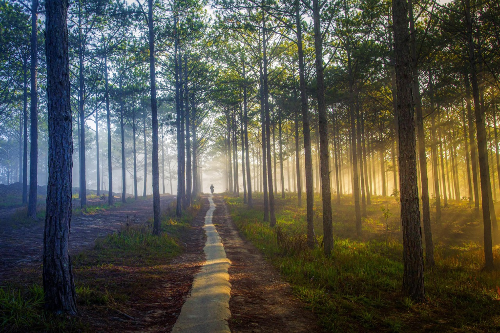 path through the trees
