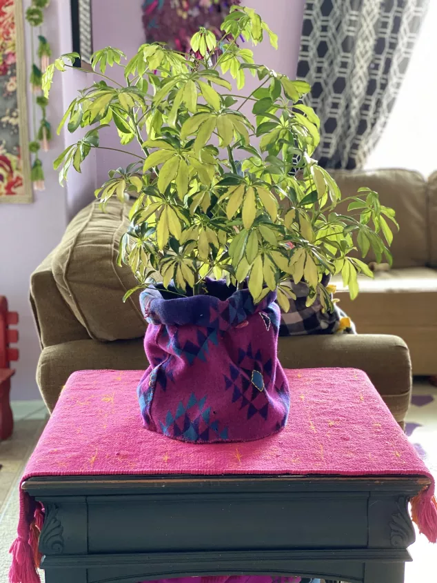 Planters