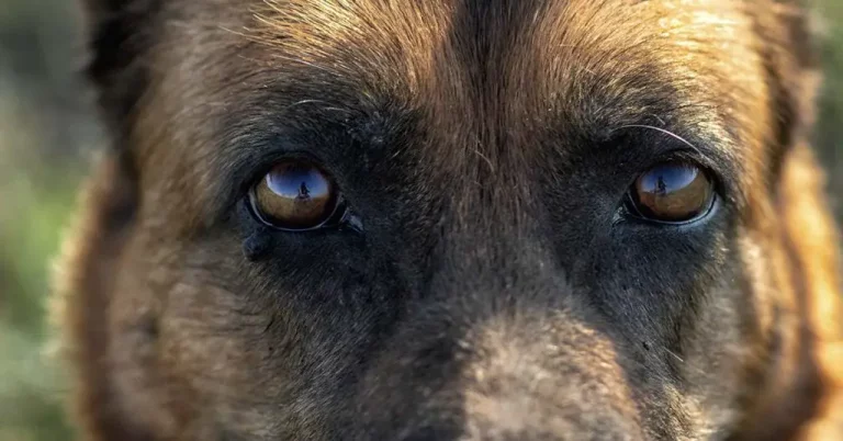 Dog Refuses To Leave Grave – Then A Woman Sneaks Closer To Find The Truth - Featured image