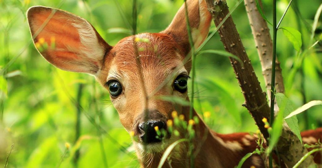 Mom Influencer Names Daughter After a Disney Character and The Internet Hates it - Featured image