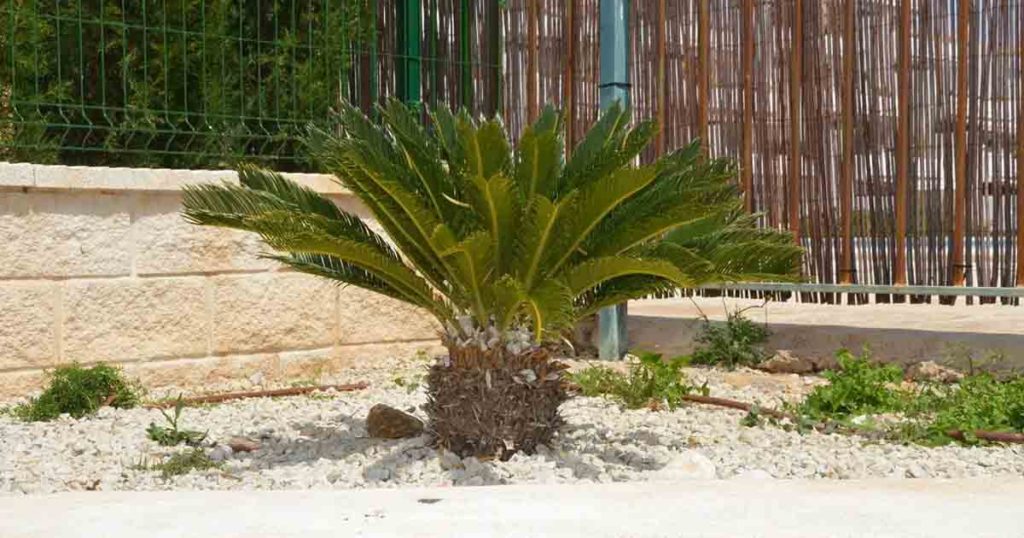 7 Common Houseplants That Actually Don’t Belong in the Home - Featured image