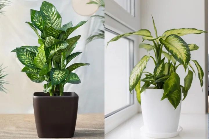 Dieffenbachia