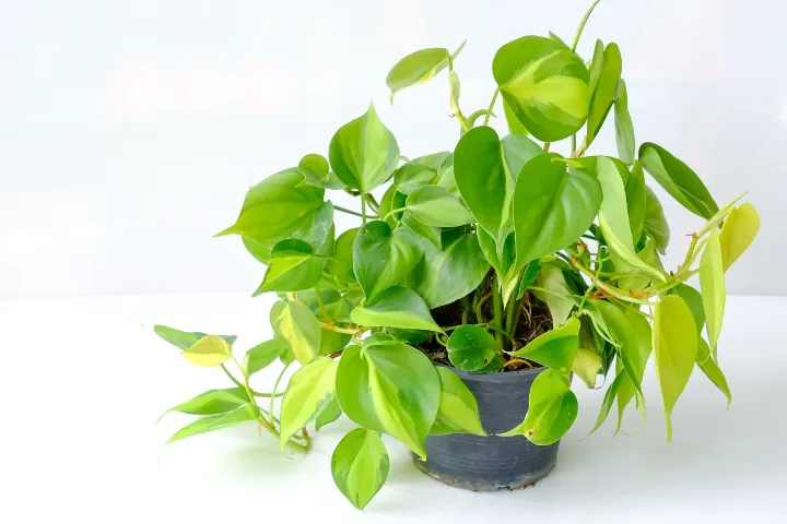 Philodendrons
