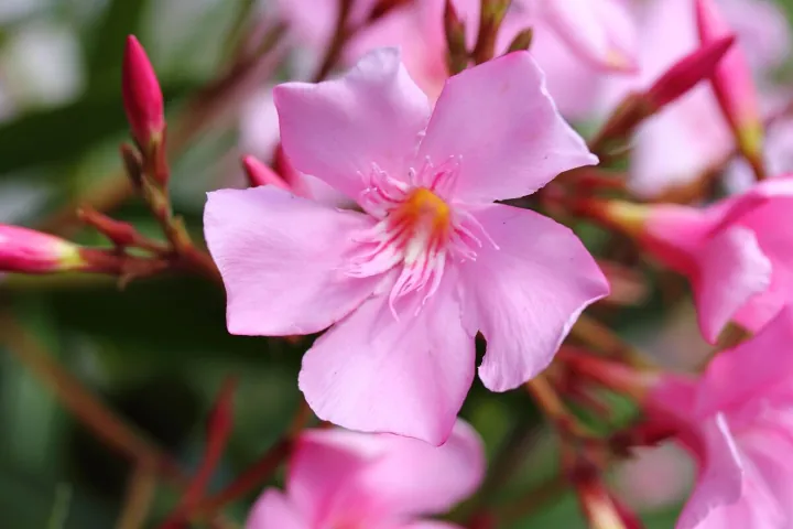 Oleander